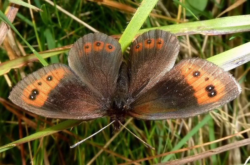 Erebia neoridas sibyllina